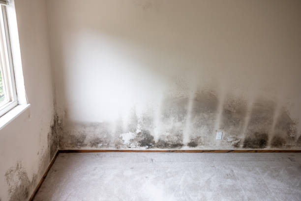 Forensic Mold Investigation in Winston Salem, NC